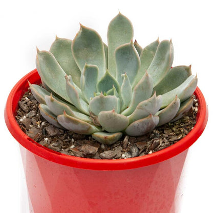 Echeveria Pegasus