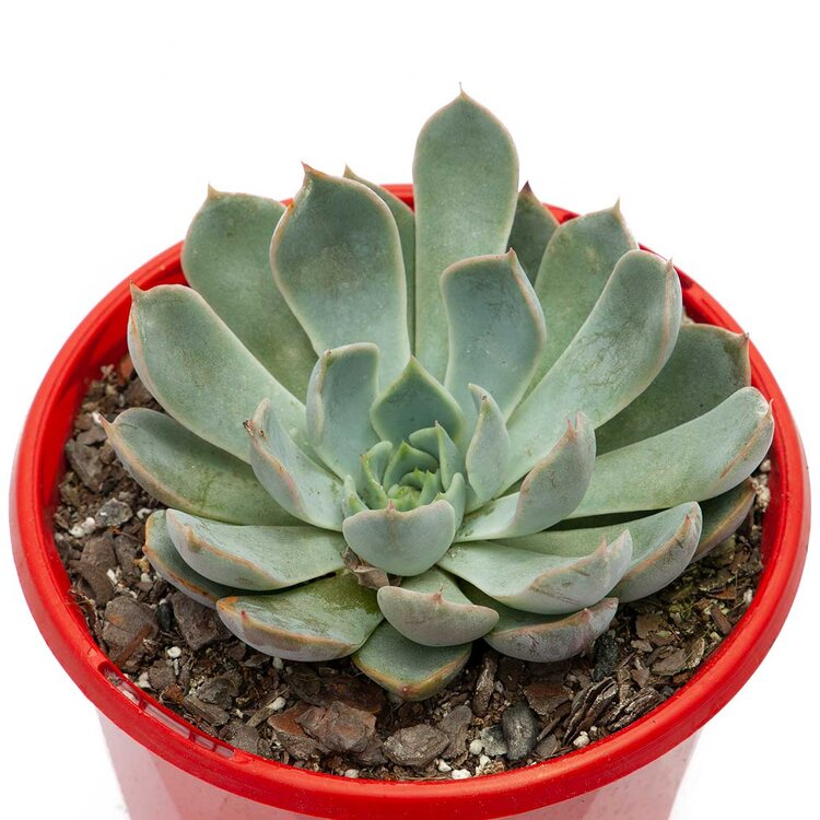 Echeveria Pegasus