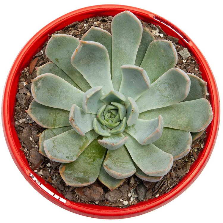 Echeveria Pegasus