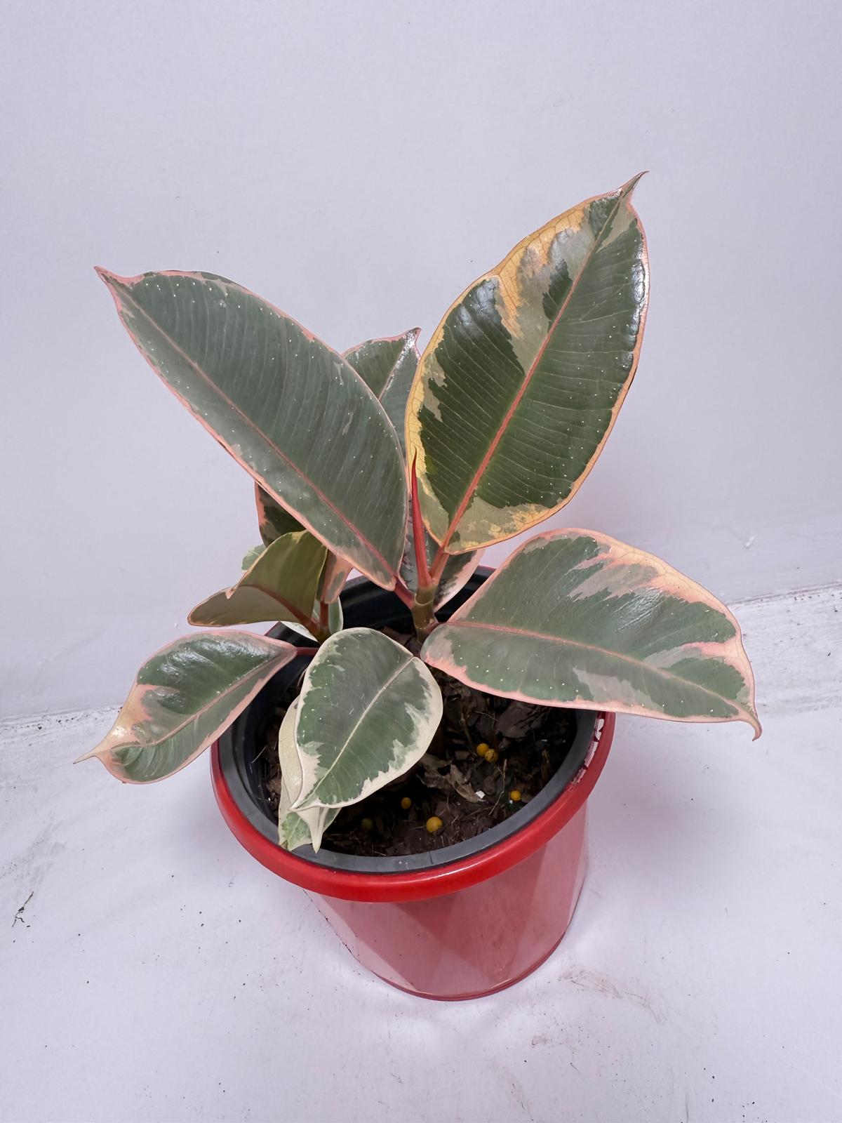 Ficus Variegated Rubber Plant 130 mm