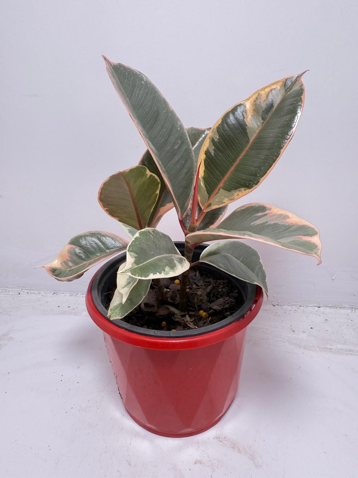 Ficus Variegated Rubber Plant 130 mm