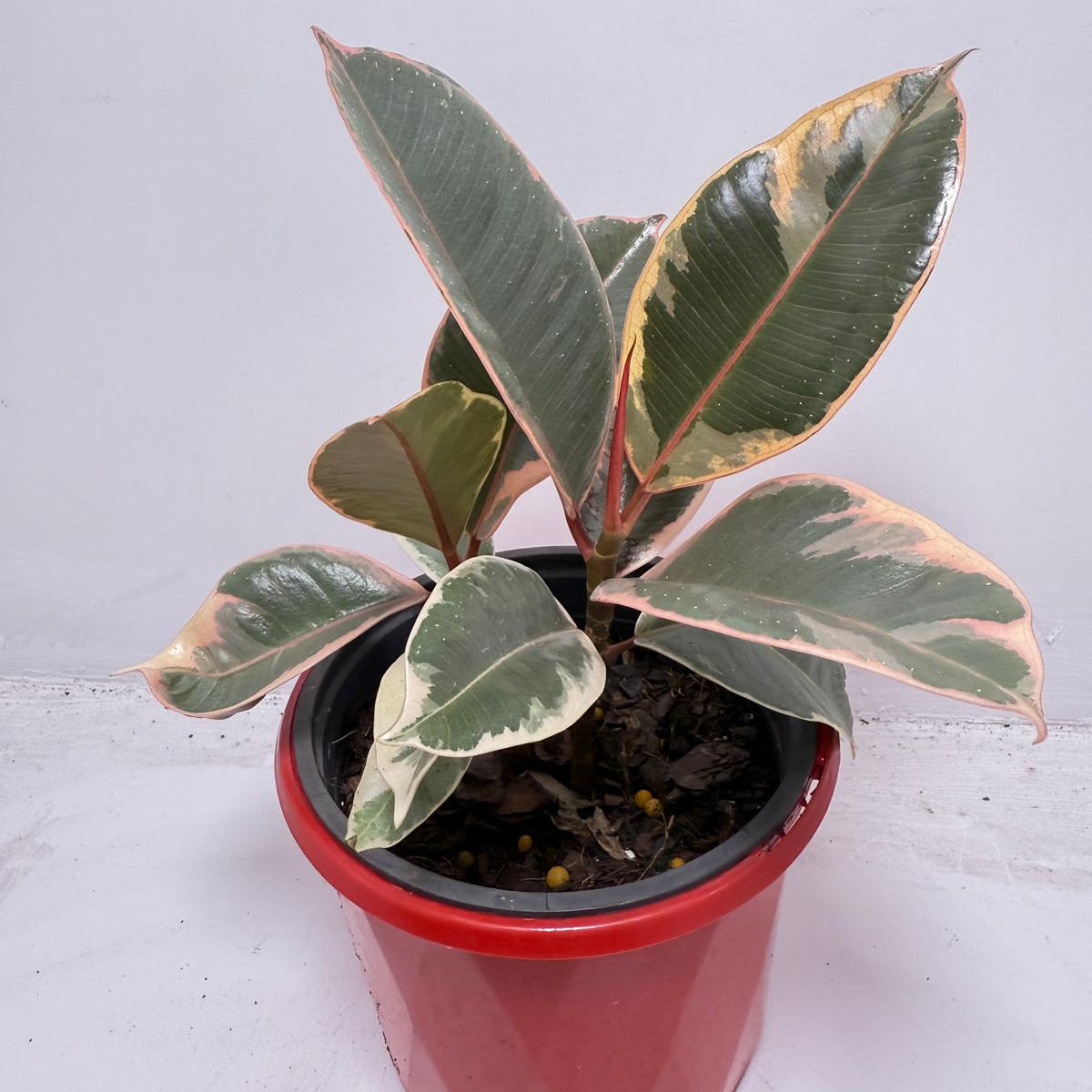 Ficus Variegated Rubber Plant 130 mm
