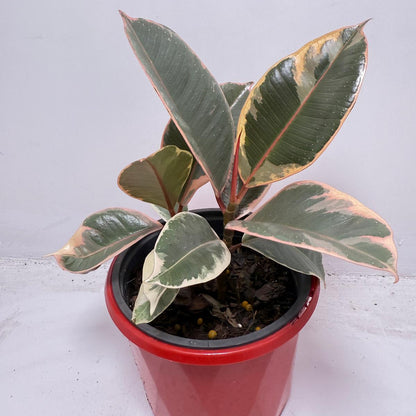 Ficus Variegated Rubber Plant 130 mm