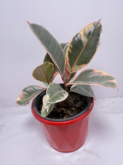 Ficus Variegated Rubber Plant 130 mm