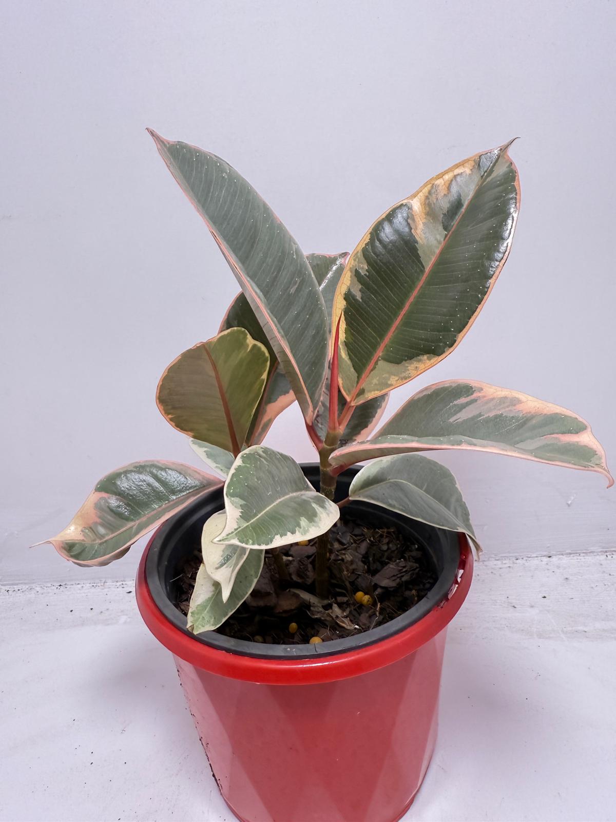 are rubber plants succulents Ficus Variegated Rubber Plant 130 mm – Succulents World