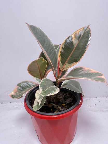 Ficus Variegated Rubber Plant 130 mm