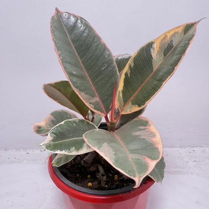 Ficus Variegated Rubber Plant 130 mm