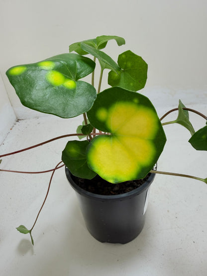 Farfugium aureomaculatum 100mm pot size Succulents World