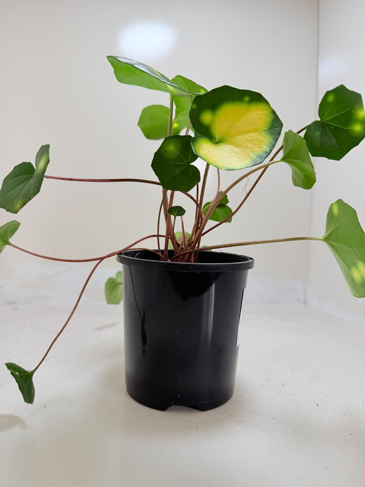 Farfugium aureomaculatum 100mm pot size Succulents World