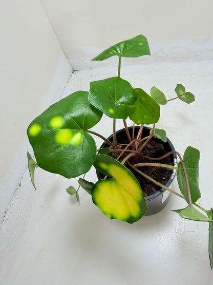 Farfugium aureomaculatum 100mm pot size Succulents World