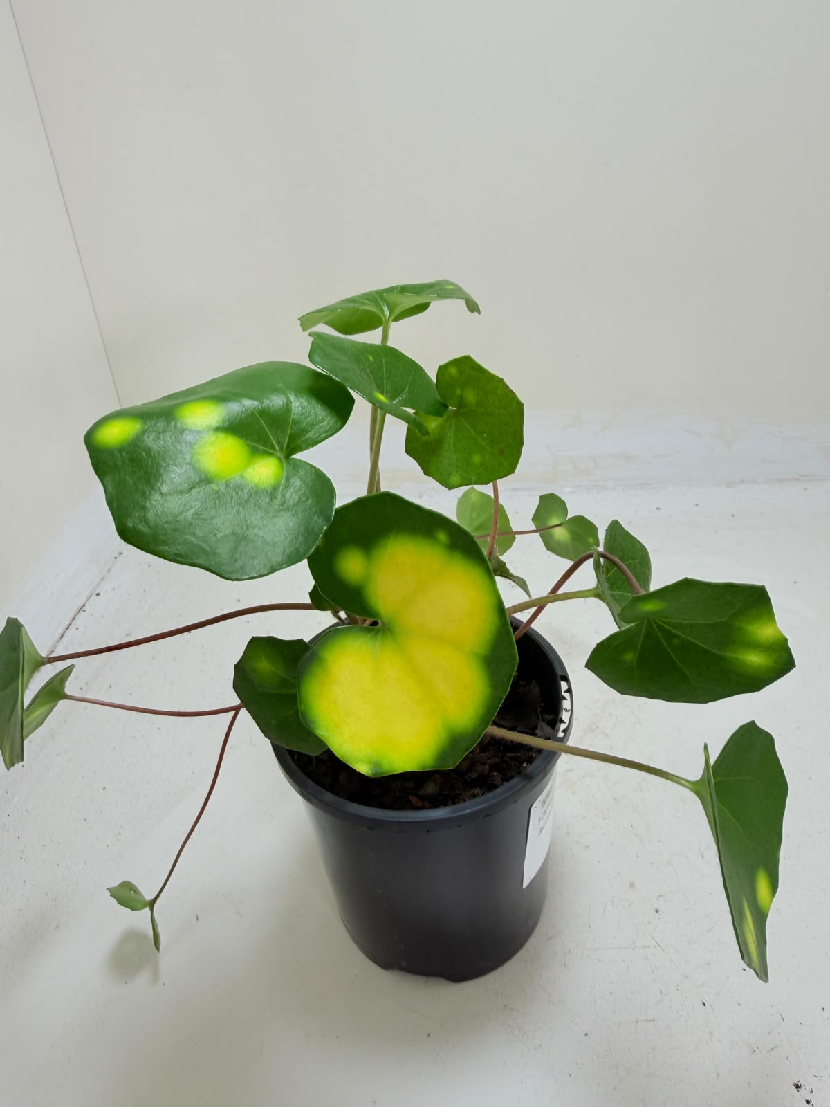 Farfugium aureomaculatum 100mm pot size Succulents World