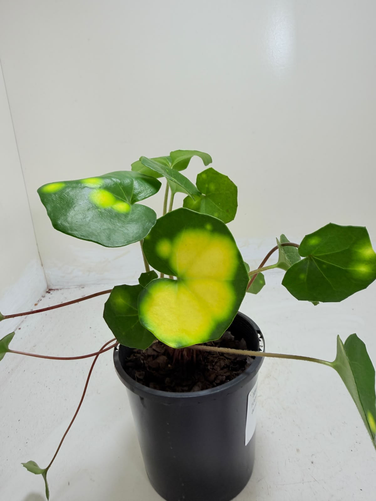Farfugium aureomaculatum 100mm pot size Succulents World