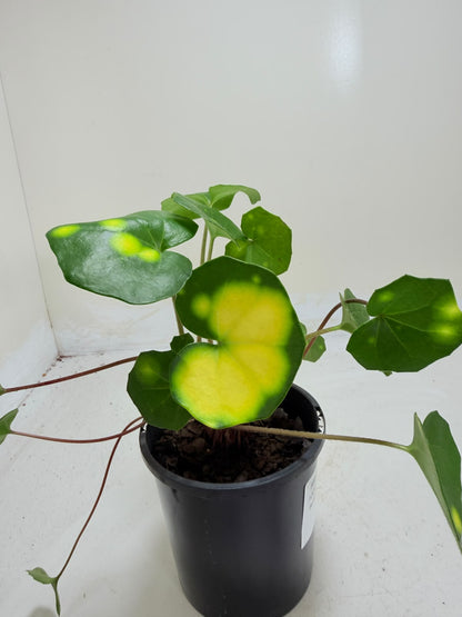 Farfugium aureomaculatum 100mm pot size Succulents World