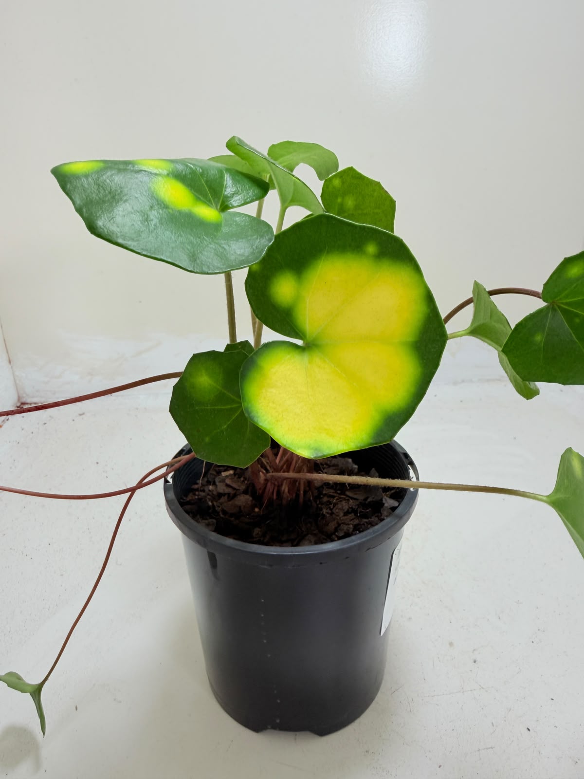 Farfugium aureomaculatum 100mm pot size Succulents World