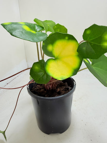 Farfugium aureomaculatum 100mm pot size Succulents World