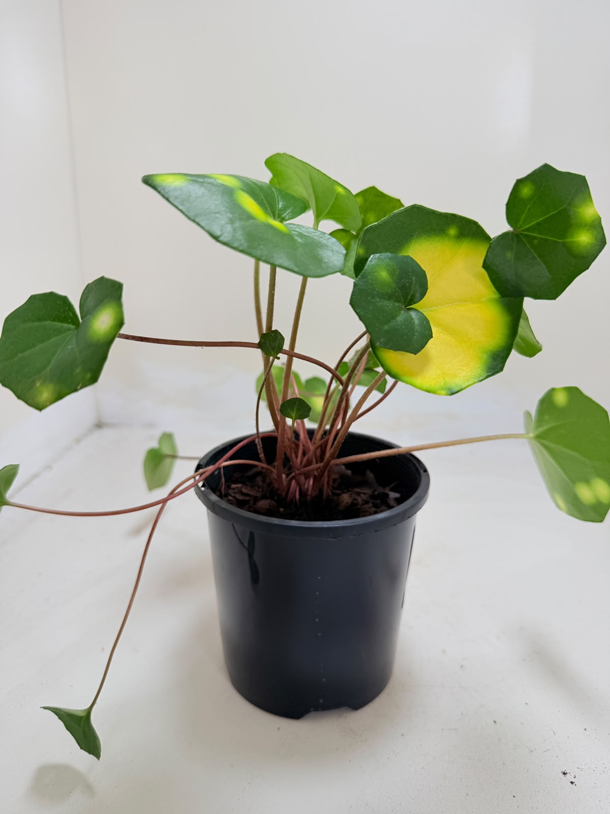 Farfugium aureomaculatum 100mm pot size Succulents World