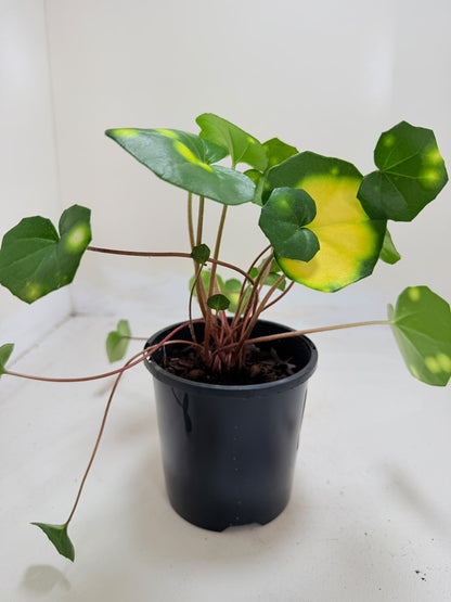 Farfugium aureomaculatum 100mm pot size Succulents World