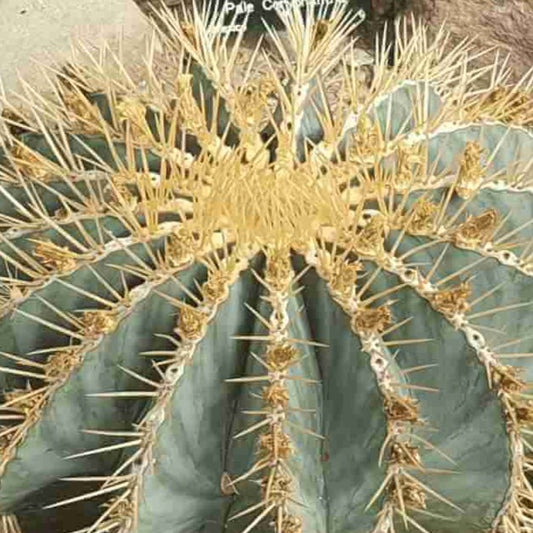 Ferocactus Glauscens