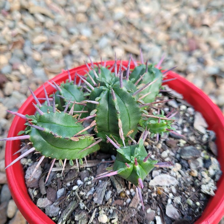 Euphorbia Ferox