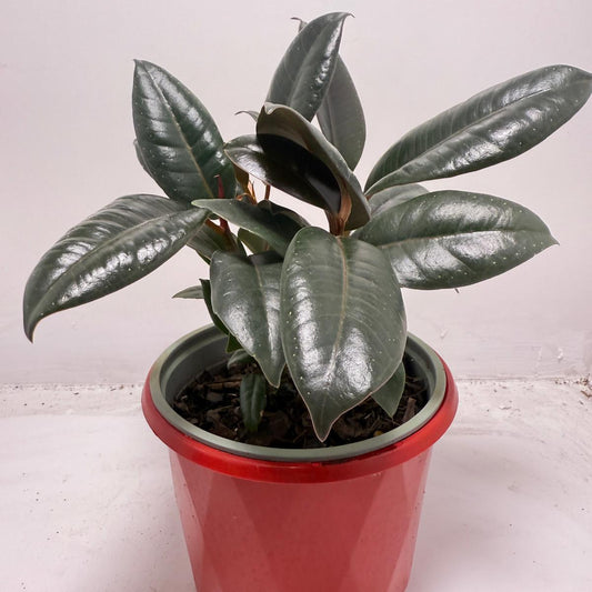Ficus Elastica ‘Burgundy’ 130 mm