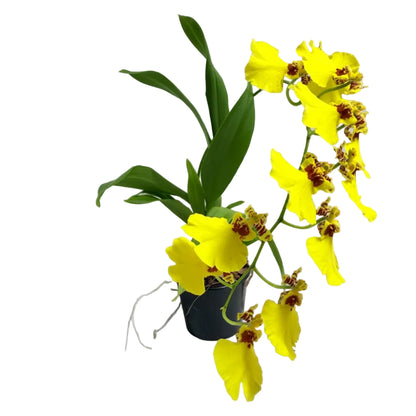 Compact flowering orchid with golden yellow blooms.