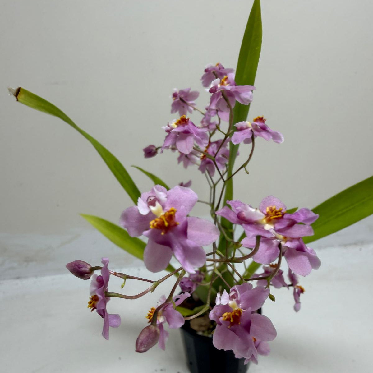 Flowering Oncidium Tsiku Marguerite orchid plant