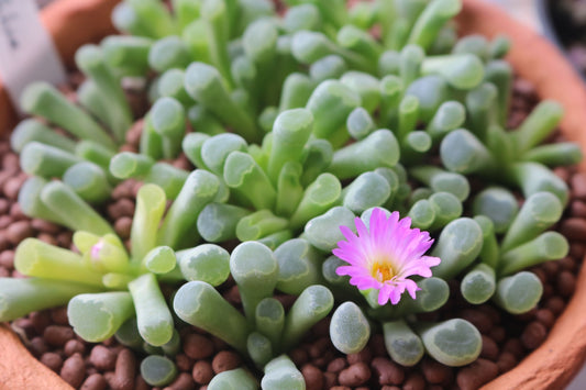 Frithia Window