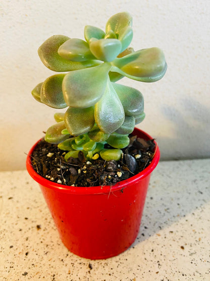 Graptopetalum Mendozae succulent, front view