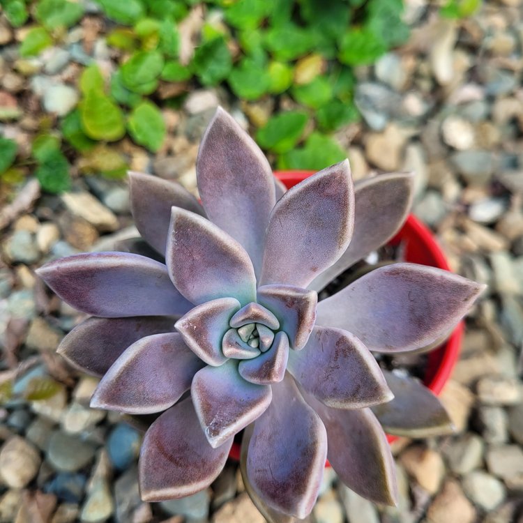 Graptopetalum Danica