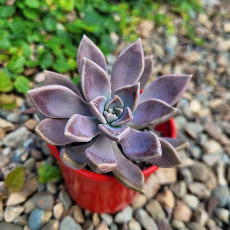 Graptopetalum Danica