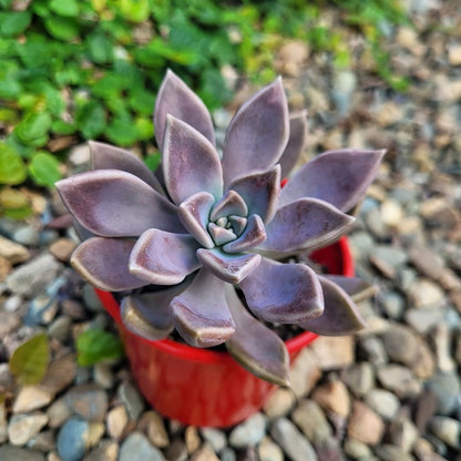 Graptopetalum Danica