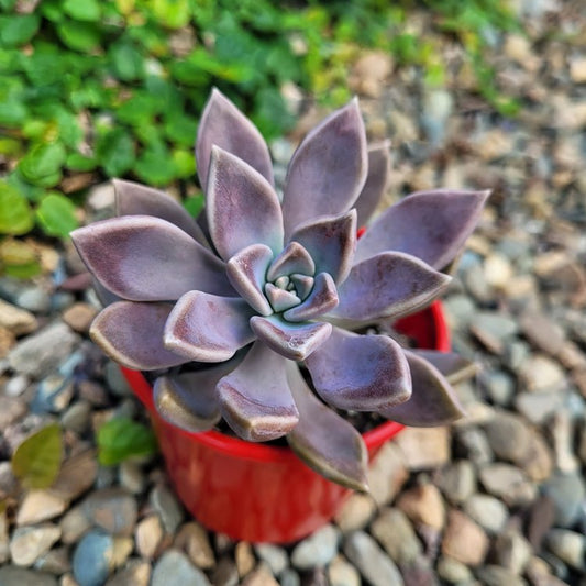 Graptopetalum Danica