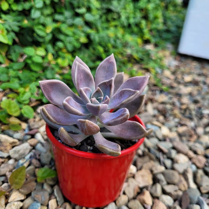 Graptopetalum Danica