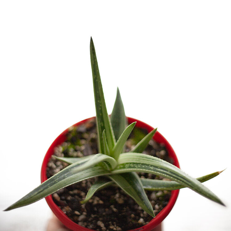 Gasteria x Aloe 'Species'