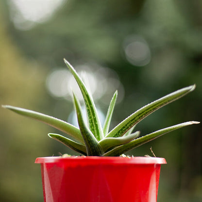 Gasteria x Aloe 'Species'