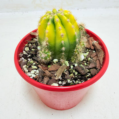 Round globe cactus with golden ribs and spines.