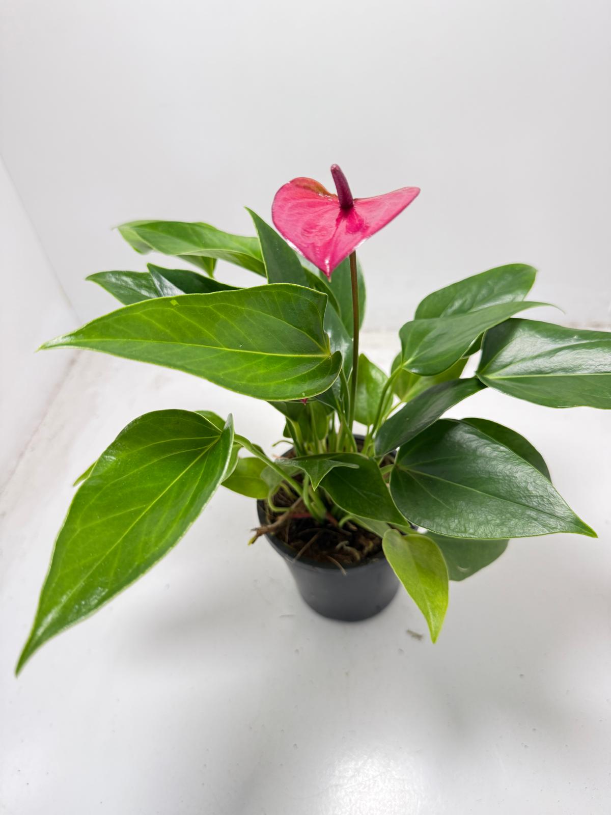 Anthurium Cirano 100mm My Store