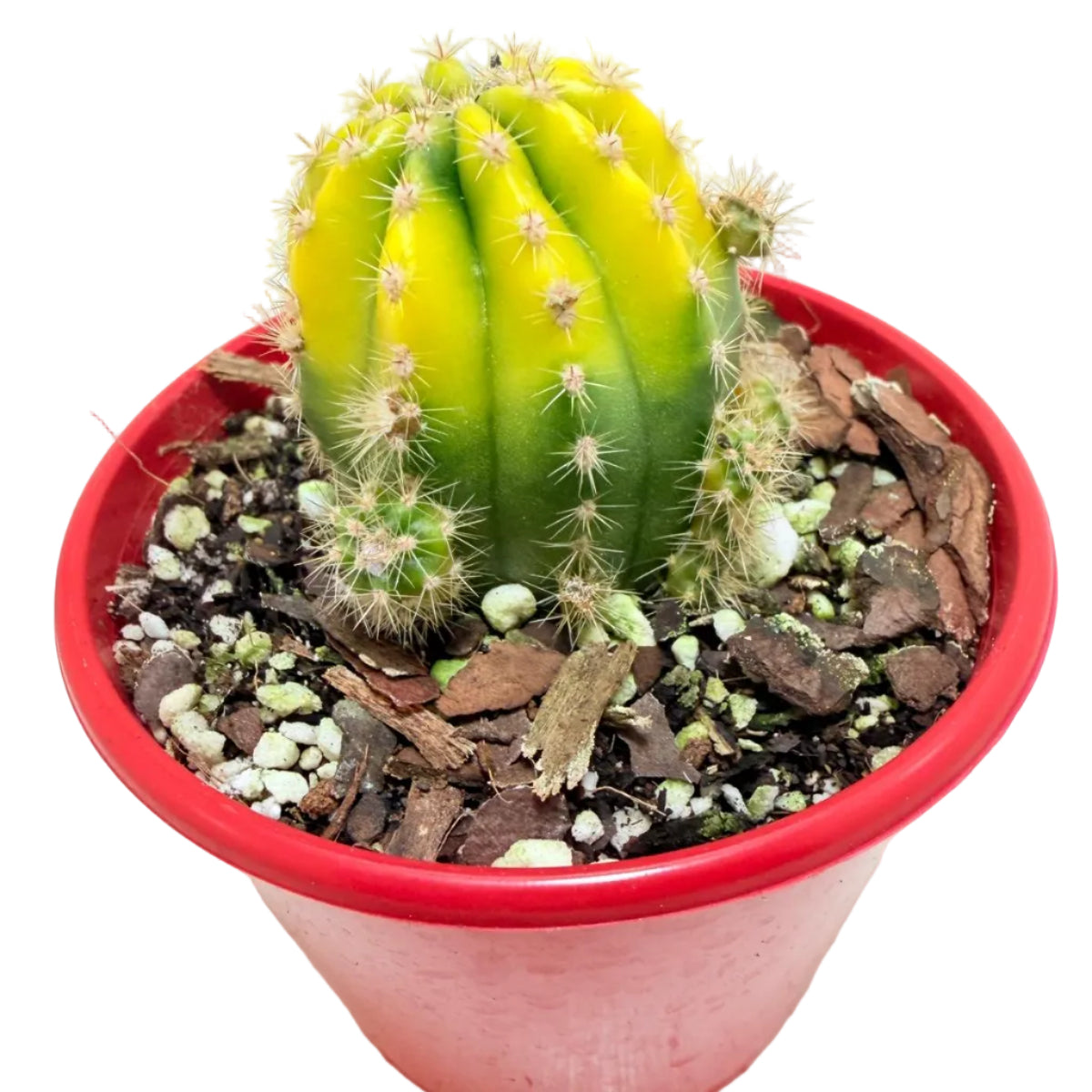Healthy Golden Globe cactus growing in bright sunlight.