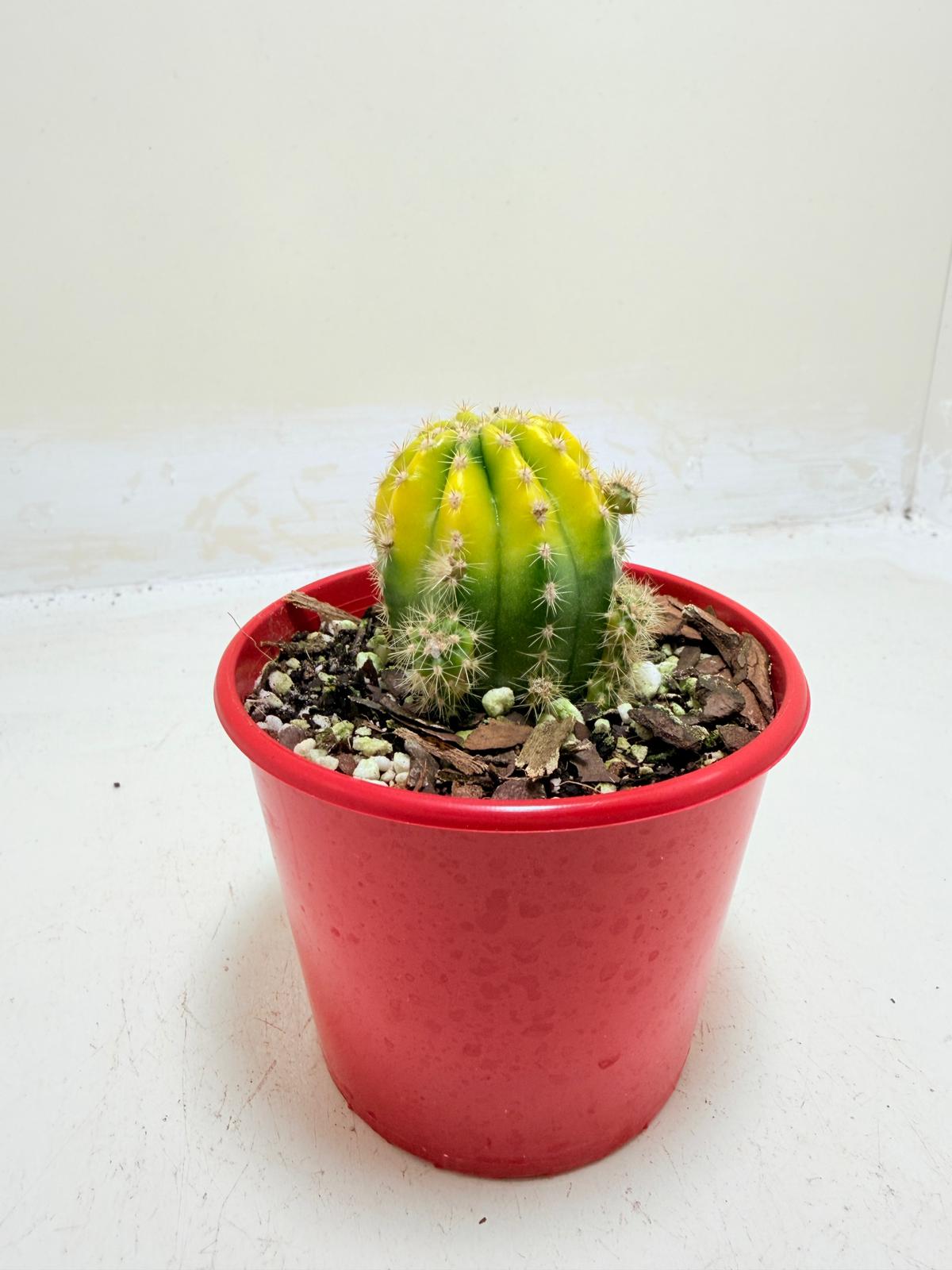 Low-maintenance cactus displayed in a modern planter.