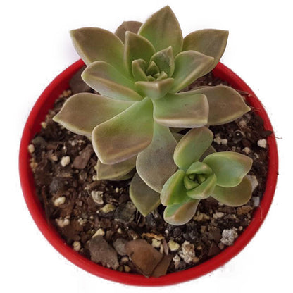 Graptopetalum Paraguayense ssp. Bernalense - Cutting/Rooted