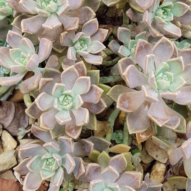 Graptopetalum Paraguayense ssp. Bernalense - Cutting/Rooted