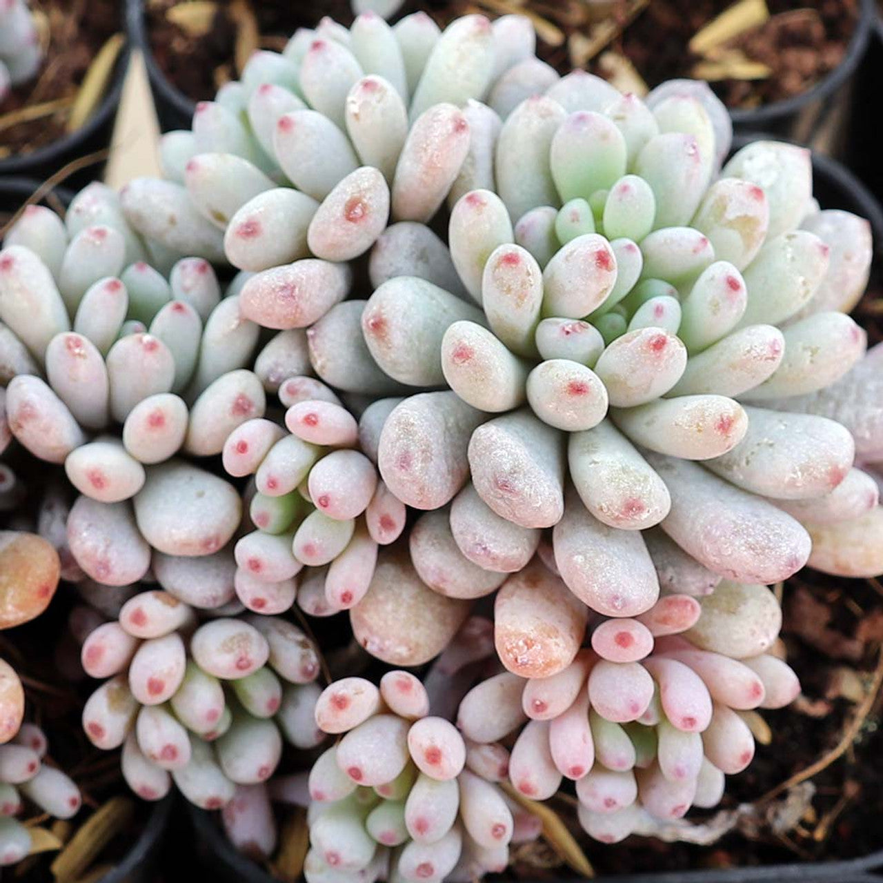 Graptopetalum Pachyphyllum