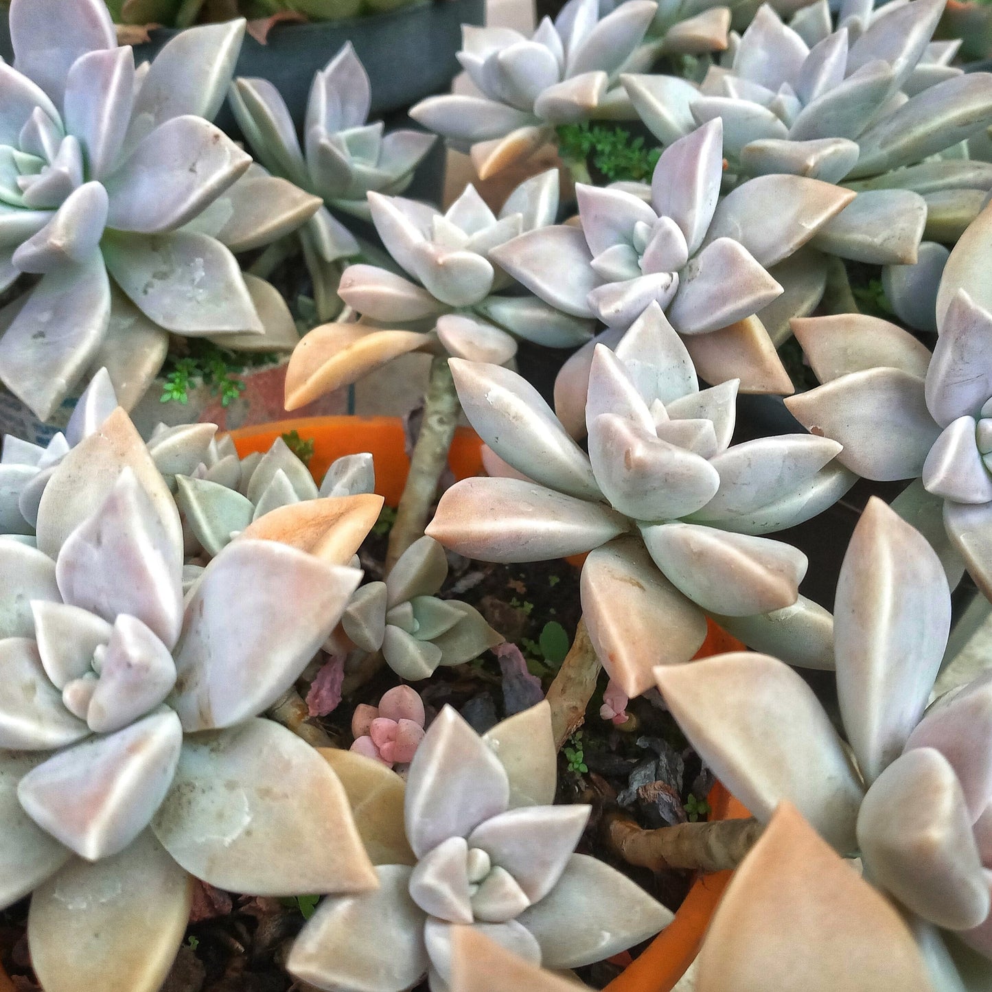 Graptopetalum Paraguayense