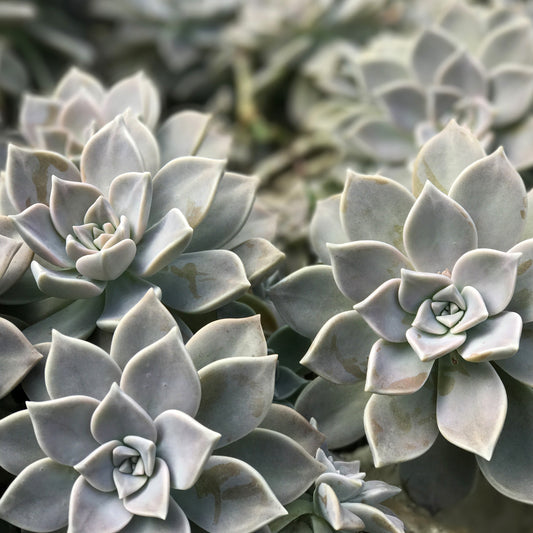 Graptopetalum Paraguayense