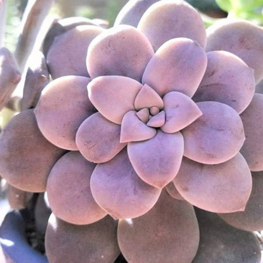 Graptopetalum Superbum