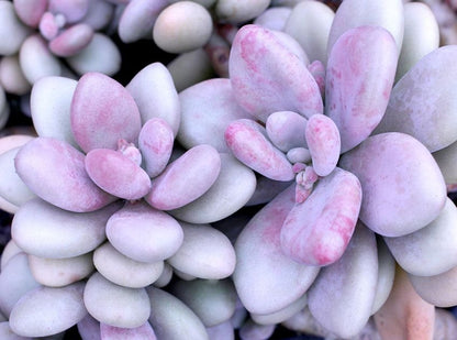 Pachyphytum glutinicaule Lavender Pebble
