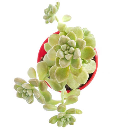 Graptopetalum Mendozae  - Cutting
