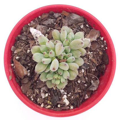 Graptopetalum Pachyphyllum