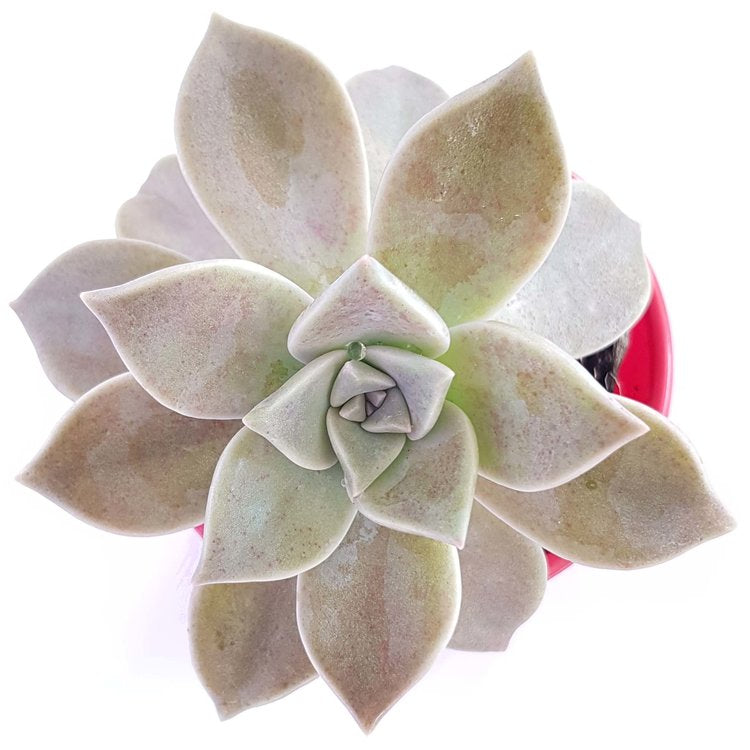 Graptopetalum Paraguayense