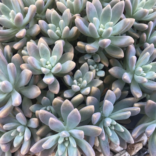 Graptosedum Glauca